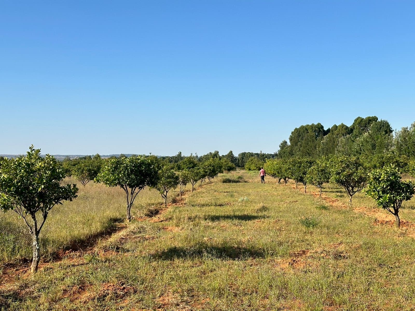 Vende-se fazenda de 8 hectares na Huila Humpata - Imagem 1
