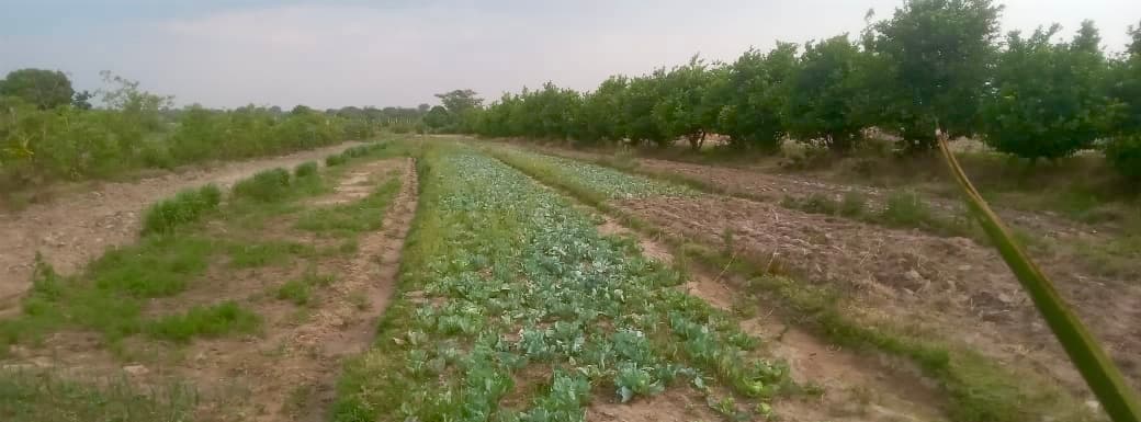 Vende-se Fazenda de 10 Hectares Agropecuária Huila -Hoque - Imagem 1