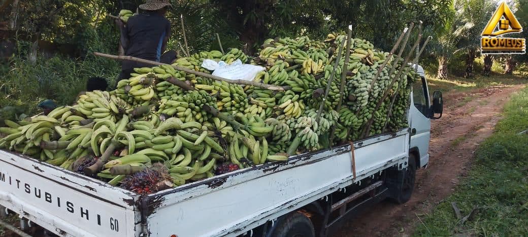 Vende-se fazenda de 800 hectares na província do Bengo, Município de Pango Aluquem. - Imagem 1
